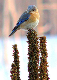 Bluebird female on mullein